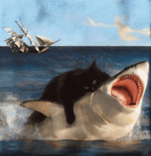 a black cat is sitting on the back of a shark in the ocean