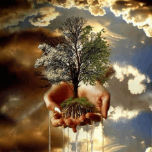 a person is holding a tree in their hands with water dripping from the roots .