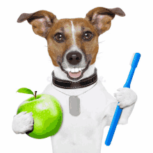 a dog is holding an apple and a toothbrush in its paws