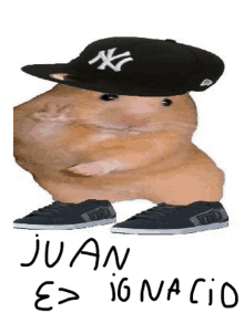 a hamster wearing a new york yankees hat and shoes .