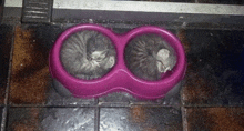 two cats are sleeping in a pink bowl