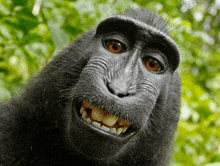 a close up of a monkey 's face with orange eyes