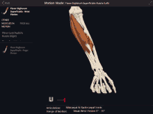 a computer screen shows a skeleton and muscles in motion