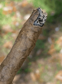 a close up of a cigar with a few pieces of ash on it