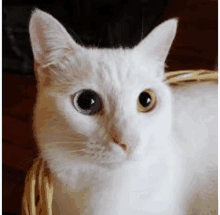 a white cat with two different colored eyes is sitting in a wicker basket and looking at the camera .