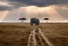 an elephant is walking along a dirt road in the middle of a field