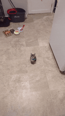 a cat is sitting on a tiled floor in front of a vileda mop