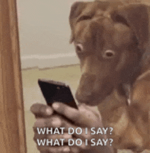 a brown dog is looking at a cell phone .