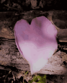 a pink heart shaped flower petal laying on a tree trunk