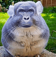 a close up of a furry animal with a gorilla face