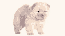 a chow chow puppy is standing on a white background .