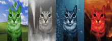 four different images of a cat with different colors of eyes