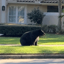 a black bear is sitting in the grass on the sidewalk