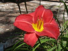 a red flower with a yellow center is surrounded by green plants