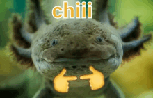 a close up of an axolotl with the word chili on the top