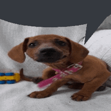 a brown puppy wearing a pink collar is sitting on a couch