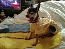 a small dog wearing a yellow shirt sitting on a bed