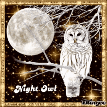 a night owl is sitting on a tree branch in front of the full moon