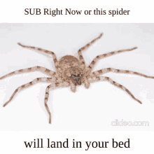 a picture of a spider with the words " sub right now or this spider will land in your bed "