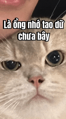 a close up of a cat 's face with a foreign language caption above it