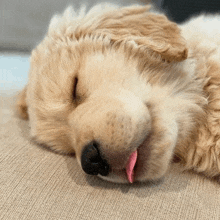 a close up of a puppy sleeping on a couch with its tongue out .