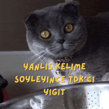 a gray cat with yellow eyes sits next to a metal bowl with the words yanlis kelime soyleyince tdk ci yigit