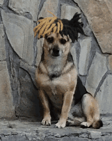 a dog with dreadlocks on its head sits on a stone wall