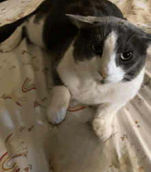 a grey and white cat laying on a bed