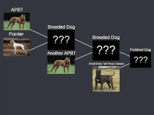 a diagram showing different breeds of dogs including pointer and finished dog