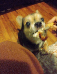 a small dog is eating a piece of food from someone 's hand