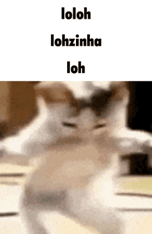 a blurred image of a cat with the words loloh lohzinha loh