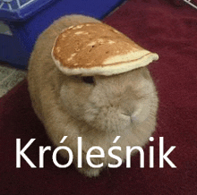 a rabbit wearing a pancake on its head with the word krolesnik written below it