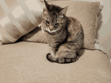 a cat sits on a couch next to a pillow