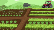 an illustration of a farm with a tractor and a buffalo