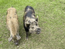 two pigs are standing next to each other on a grassy field