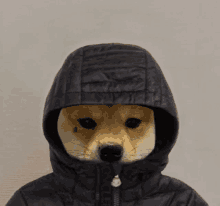 a dog is wearing a black jacket with a hood on its head