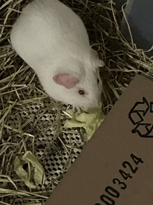 a white guinea pig is eating a piece of lettuce next to a cardboard box with the numbers 000342a on it