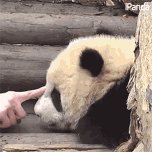 a panda bear is being touched by a person 's hand and the ipanda logo can be seen in the corner