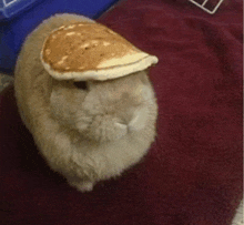 a bunny rabbit wearing a pancake hat on its head .