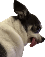 a small black and white dog with its tongue out