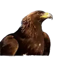 a close up of a golden eagle with a white background .