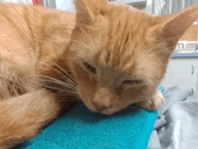 an orange cat is laying on a blue blanket