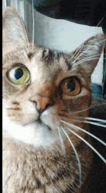 a close up of a cat 's face with yellow eyes