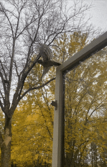 a bird perched on a tree branch with yellow leaves behind it