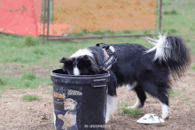 a black and white dog is looking into a trash can that says rockhound on it