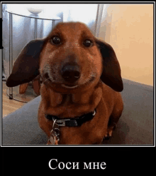 a picture of a dachshund sitting on a couch with the caption " coci me "