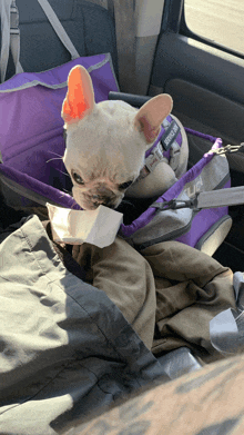 a small dog in a purple bag that says service dog