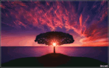 a picture of a tree with a sunset in the background