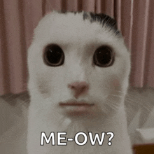 a white cat with a black spot on its head is asking meow