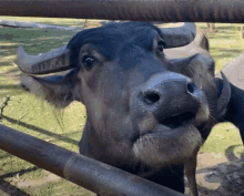 a close up of a water buffalo behind a fence